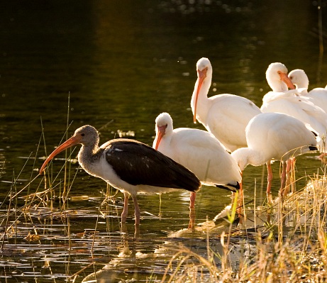 Image of several white birds - Fairchild Tropical Botanic Garden - Coral Gables
